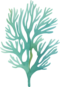 水彩珊瑚插画