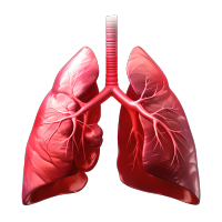 肺插画设计元素