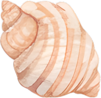 水彩海螺高清素材