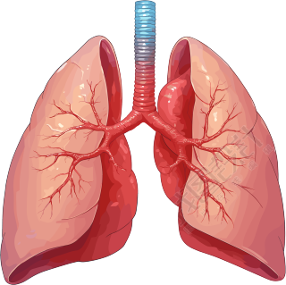 肺透明背景素材