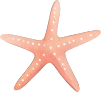 水彩海星插图