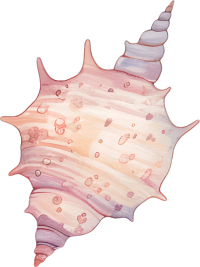 水彩海螺插图
