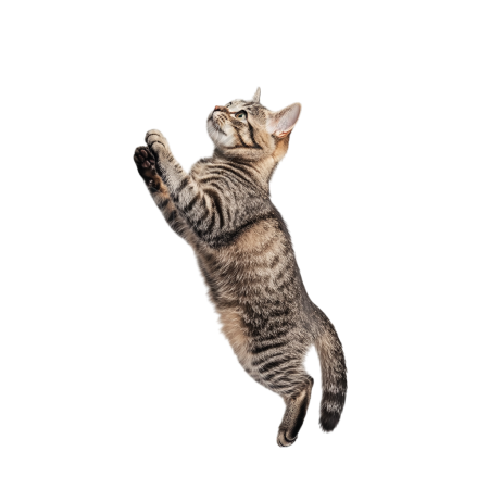 虎斑猫商用插画素材