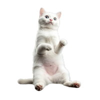 萌宠猫咪PNG元素