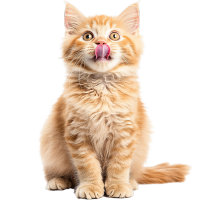 橘猫吐舌头插画