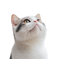 可爱猫咪高清PNG素材