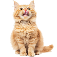 橘猫PNG高清素材