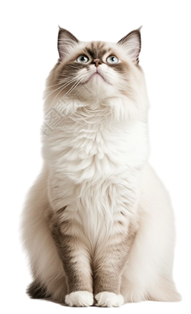 可爱布偶猫插图
