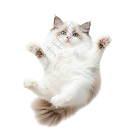 布偶猫可商用素材