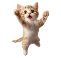 猫咪玩耍PNG元素