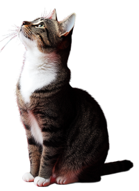 卡通猫可商用插画