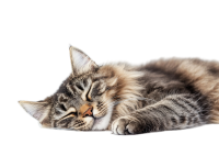 缅因猫睡觉插画