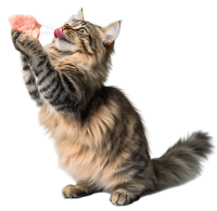 卡通猫透明背景插画