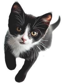 卡通猫透明背景插图