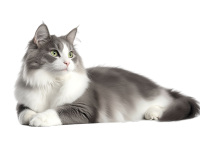 卡通小猫PNG插图