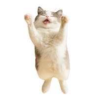 猫咪跳跃高清图形素材