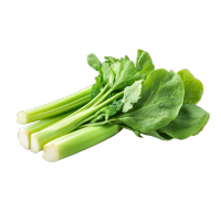 时令蔬菜插画