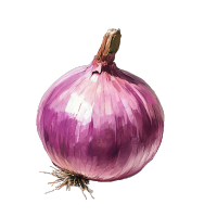 圆葱蔬菜插画