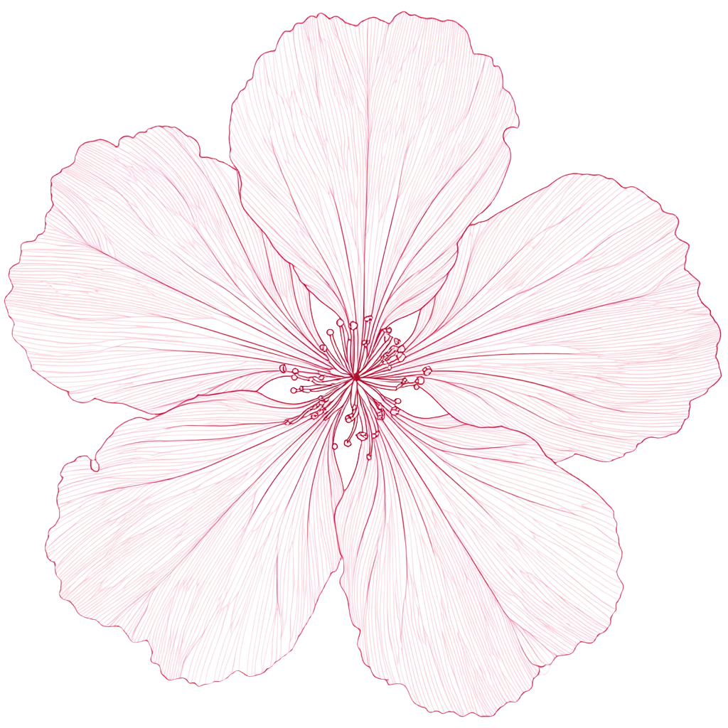 樱花花瓣透明背景素材