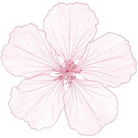 樱花花瓣透明背景素材