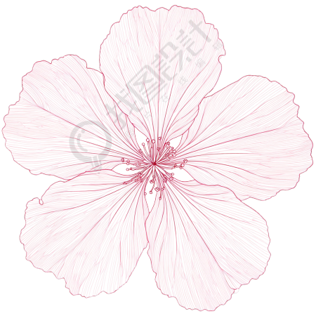 樱花花瓣透明背景素材