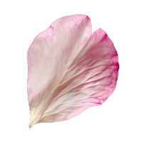 单片樱花花瓣元素