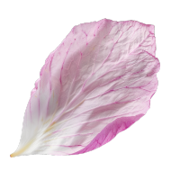 单片樱花花瓣素材