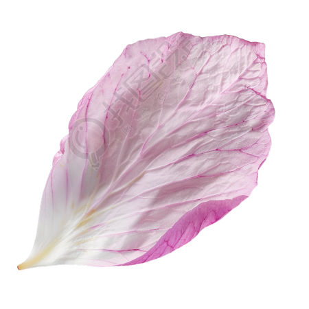单片樱花花瓣素材