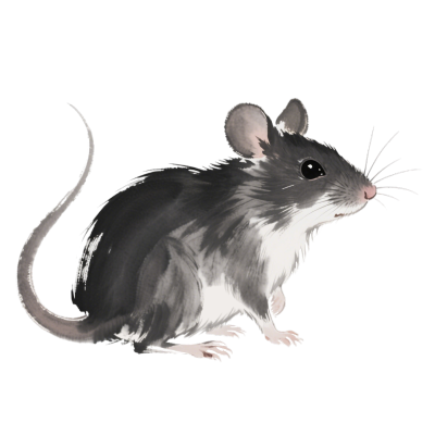 水墨老鼠涂鸦PNG插图