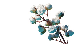低多边形棉花植物