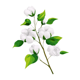 清新绿叶白色棉花插画