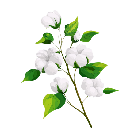 棉花小清新插画