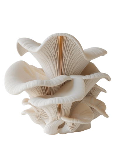 3D蘑菇透明背景插画