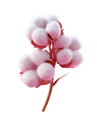 3D渲染棉铃花