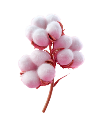 3D渲染棉铃花