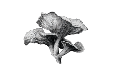 黑色笔触蘑菇线描设计