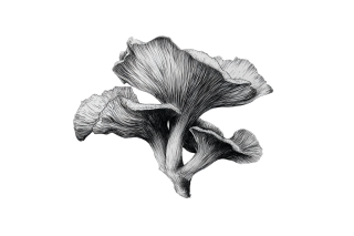 黑色笔触蘑菇线描设计