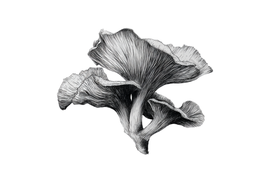 蘑菇创意插画