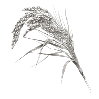 稻田植物铅笔素描