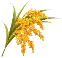 金黄色稻谷植物插画
