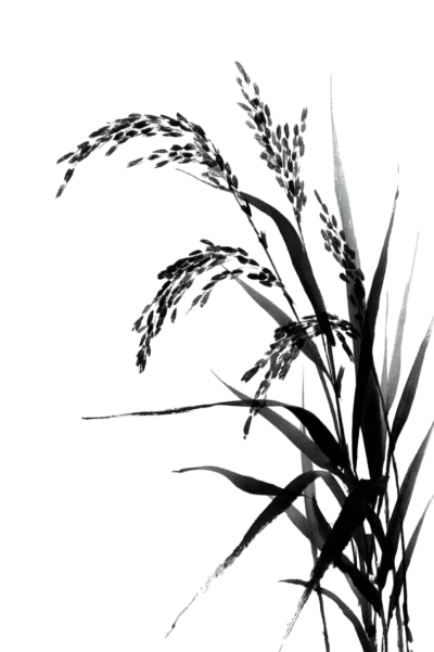 水稻秧苗水墨风插图