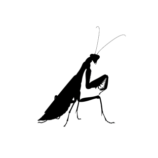 螳螂剪影