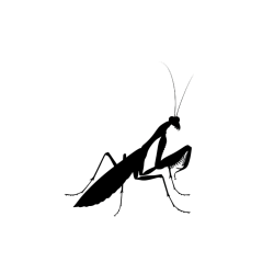 螳螂剪影素材