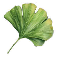 银杏叶素材PNG