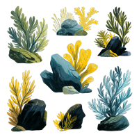 海底岩石海藻插图
