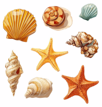 海贝与海星矢量贴纸