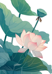 荷花插画设计