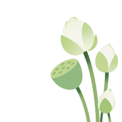 白色荷花小清新插图