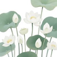 清新荷花插画