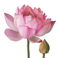 粉色莲花花瓣绽放